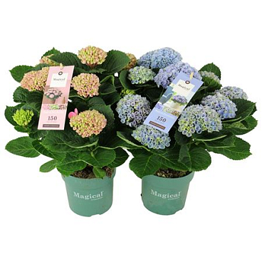 Hydrangea Ma Magical Revolution Mix 9+