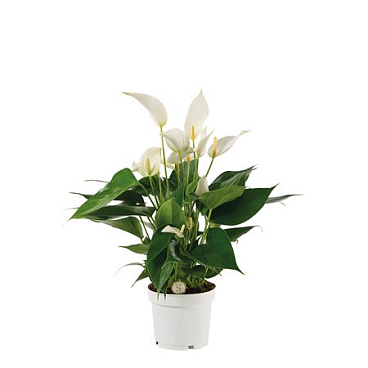 Anth An Mille Fleurs Cava 6+ (stolk)