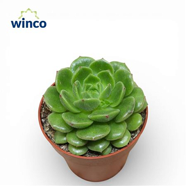 Echeveria Jade Point