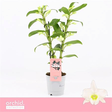 Dendr Nob 2st Apollon Compact Orchid Collection