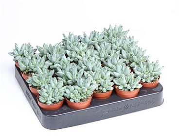 Pachyphytum Compactum
