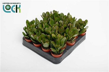 Crassula Argentea