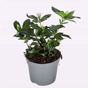 Gardenia Jasminoides Domino