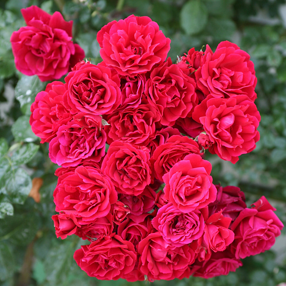 Роза плетистая Симпати в тубе