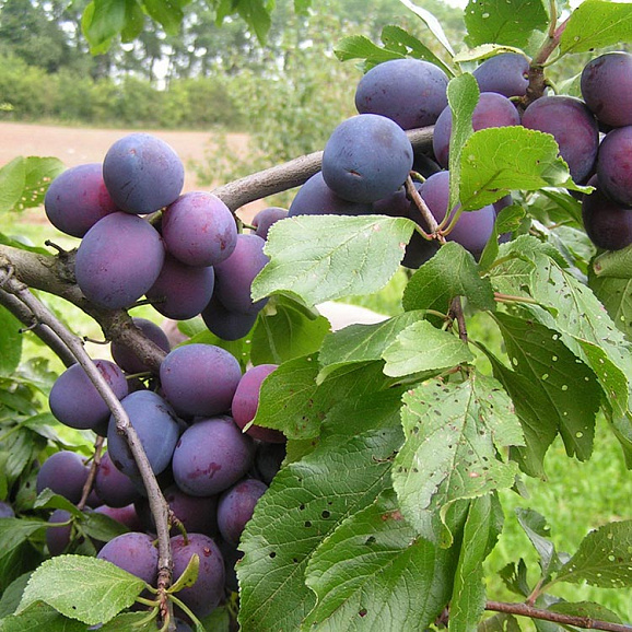 Слива домашняя Ника