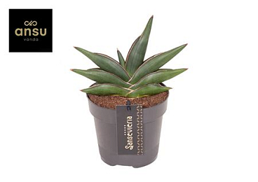 Sansevieria Almond Jade No. 4