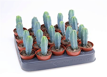 Myrtillocactus Geometrizans