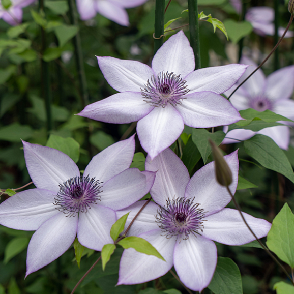 Клематис гибридный Утопия