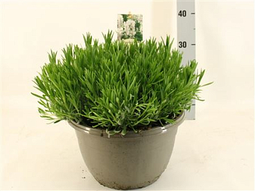 Lavandula An Aromance White