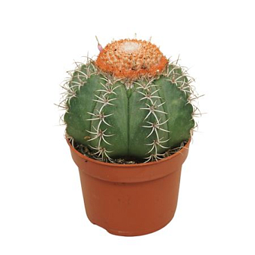 Melocactus Matanzanus
