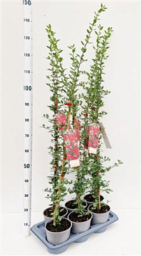Pyracantha Red Column