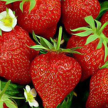 Земляника Искушение