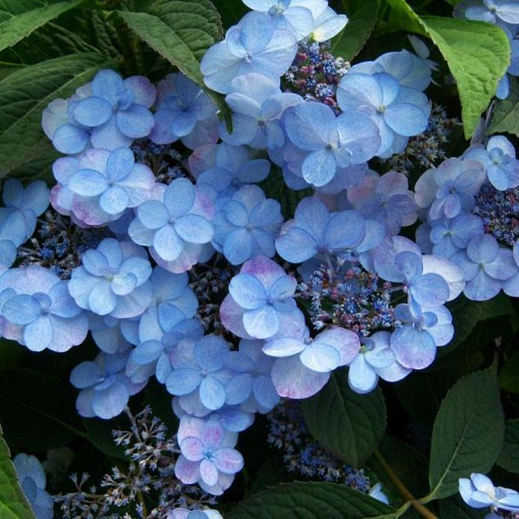 Гортензия пильчатая Саммер Глоу