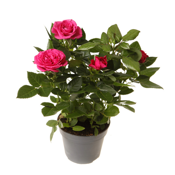 Роза патио Малиновая Регина