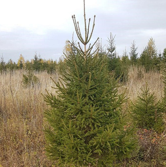 Ель обыкновенная срезанная