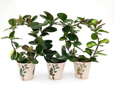 Hoya Mix Bow Potcover