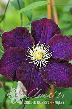 Клематис гибридный Зе Херос Оф Варсау