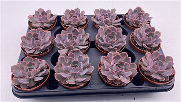 Echeveria Schaviana