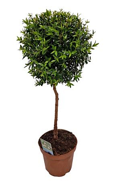 Myrtus Communis на высоком стебле
