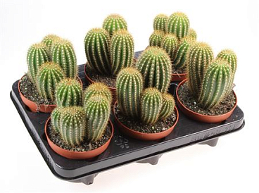 Trichocereus Huasha
