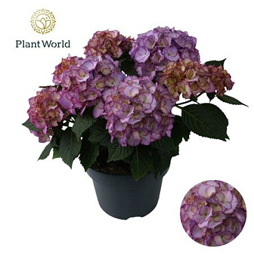 Hydrangea Bol Ave Blue (specialty)