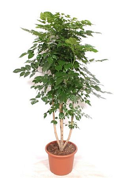 Radermachera Hainanensis