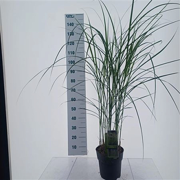 Miscanthus Sin Vanilla Sky
