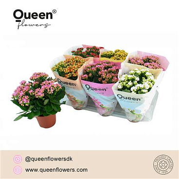 Kal Cal Queen Mix