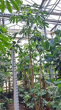 Schefflera Amate Multistam