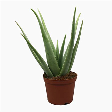 Aloë Vera 21 Cm