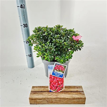 Rhododendron (aj) Anouk