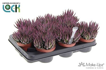 Haworthia Zebrina Make Upz Pink