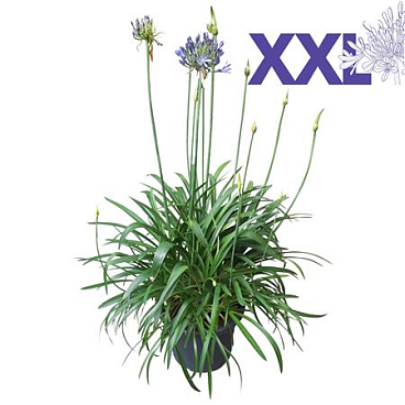 Agapanthus Blue