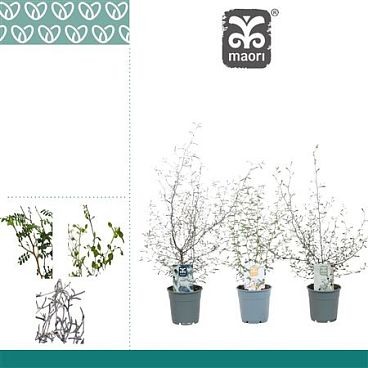 Corokia Maori Mix