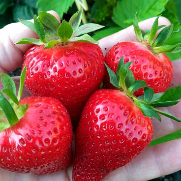 Земляника Ирма