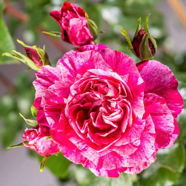 Роза плетистая Инес Састр