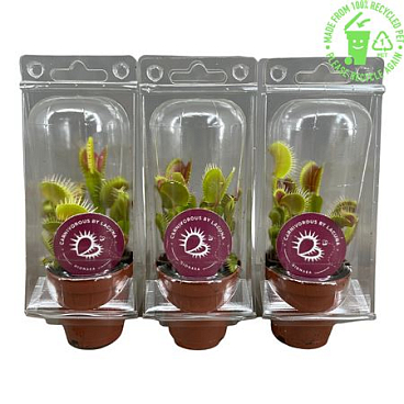Dionaea Muscipula In Blister