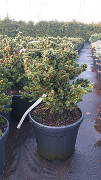 Ель канадская Ци'с Уандер