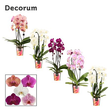Phalaenopsis Cascade 2 Tak