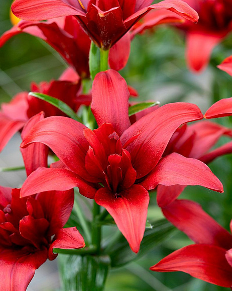 Лилия азиатская махровая Балд Игл