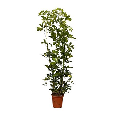 Schefflera Arboricola Gold Capella