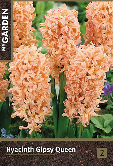 Гиацинт садовый Джипси Куин