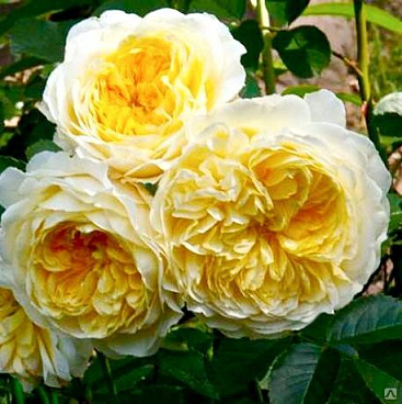 Роза парковая Чарльз Дарвин