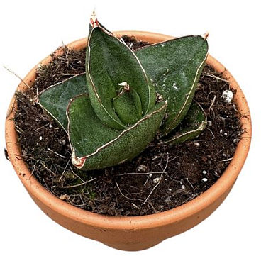 Sansevieria Opera House