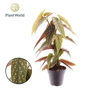 Begonia Phoenix Wing Mosstok