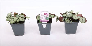 Cyclamen Coum Silverleaf White