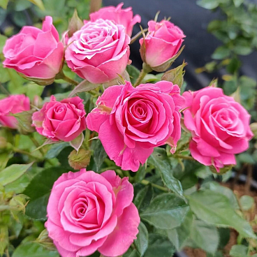 Роза спрей Лавли Лидия