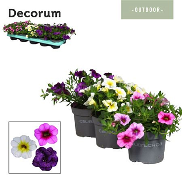 Calibrachoa Mix (decorum)