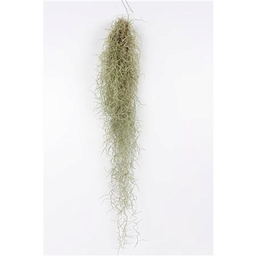 Tillandsia 50 Cm