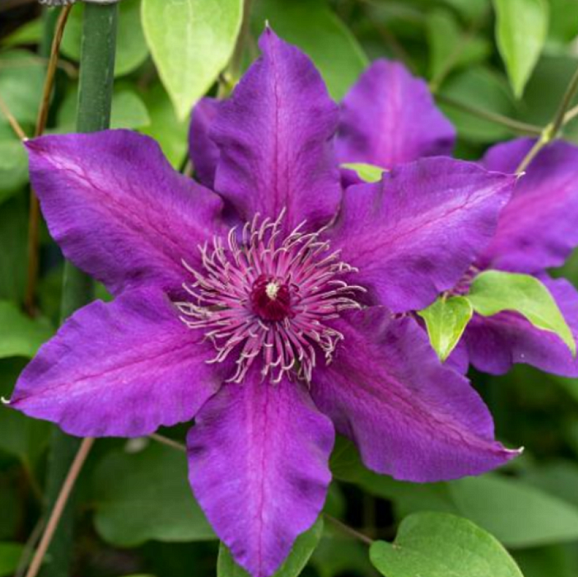 Клематис булевард Флери